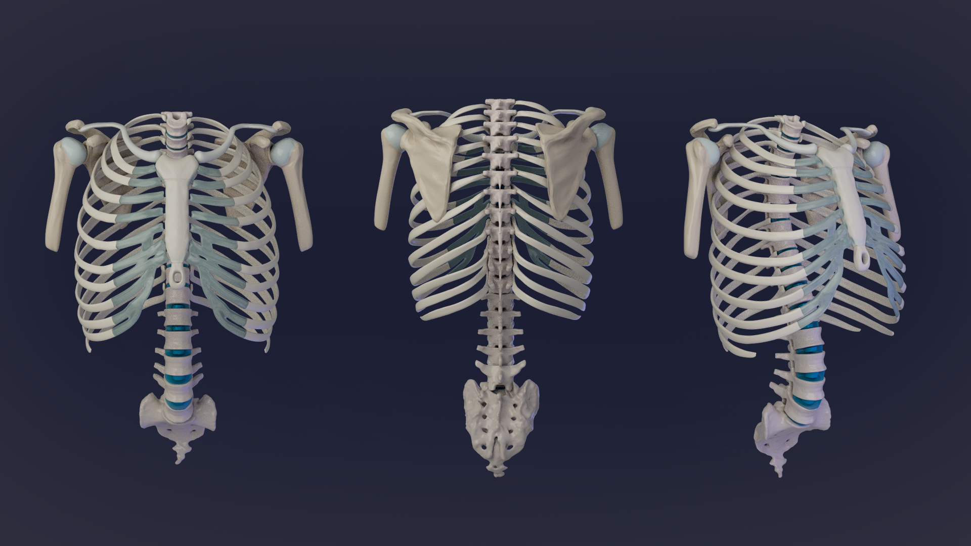 Thoracic Skeleton